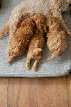 Poodle dog feeding her puppies on a bed at home
