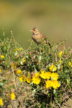Eurasian Skylark, Vertical Portrait  