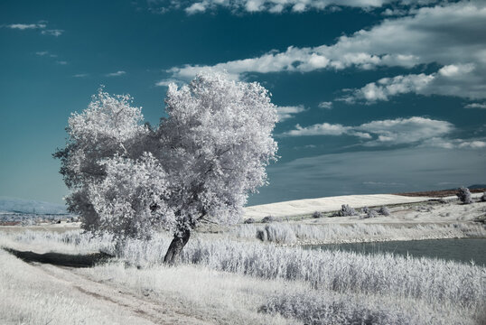 White Tree