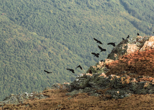 Crow Fluing 
