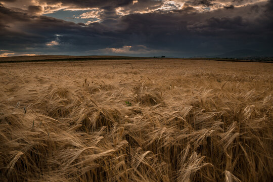 Wheat Field 