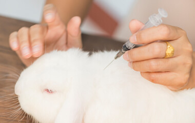 Vet hand giving injection to bunny, pet vaccination against rabies, tetanus