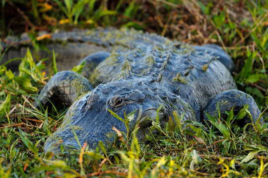 American Alligator