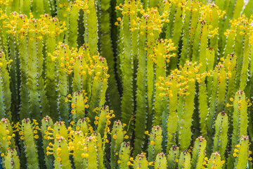 Euphorbia Spurge Cactus Yellow Flowers Garden Tucson Arizona