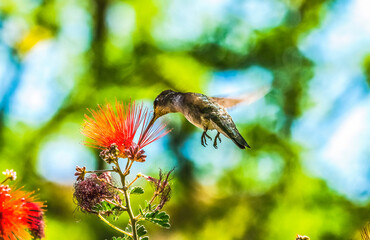 Anna's Hummingbird Female Botanical Garden Tucson Arizona