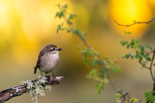 Female Red-Backed Shrike (Lanius Collurio)  