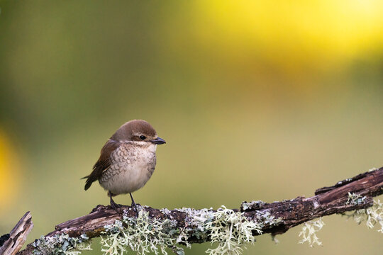 Female Red-Backed Shrike Perched On A Branch  