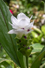 Commonly called Siam Tulip or Tulip Ginger, Curcuma alismatifolia is a tropical to sub-tropical flowering plant with rhizome root. This is Hybrid 'White Jasmine'