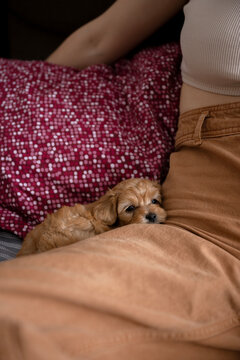 pet lover concept with mini dog on woman leg
