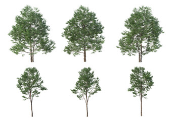 Fototapeta premium Tree on a white background
