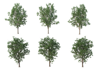 Obraz premium Tree on a white background