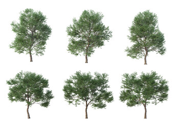 Tree on a white background