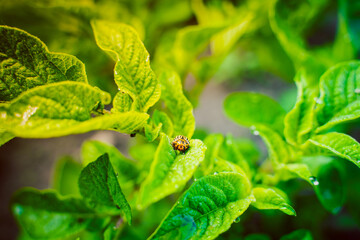 Fototapeta premium Colorado potato beetle close-up on a potato leaf in the early morning. Morning dew on potato leaves