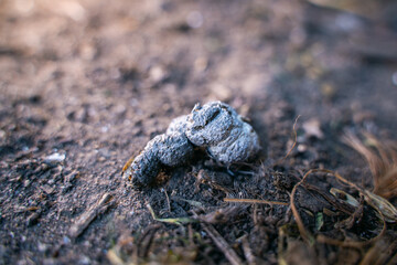 Close-up fresh chicken manure on the floor © Влад Варшавский
