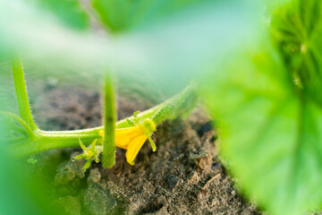 The first young cucumbers close-up on the garden bed. Blooming cucumbers at sunset
