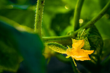 Home garden bed with growing young green cucumbers close-up in the evening at sunset
