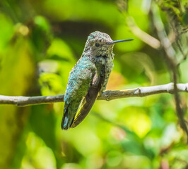 Anna's Hummingbird Female Desert Museum Tucson Arizona