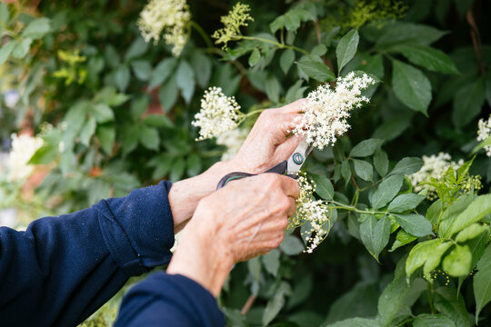 Collecting elderflowers