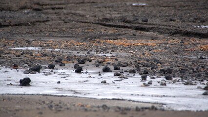 Minerals in volcanic soil at Telefon Bay, Deception Island, Antarctica
