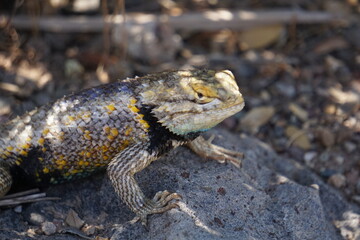 lizard on a rock