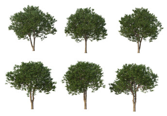 The tree has flowers on a white background.