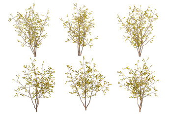 Fototapeta premium The tree has flowers on a white background.