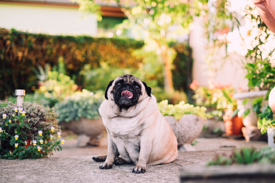 Adorable dog in garden