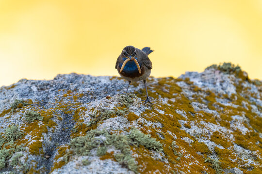 Male Bluethroat Looking At The Camera With Larvas In His Beak  