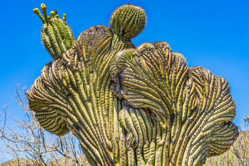 Crested Sajuaro Cactus Sonora Desert Museum Tucson