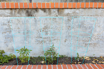 Tomato plant grows in blue cage