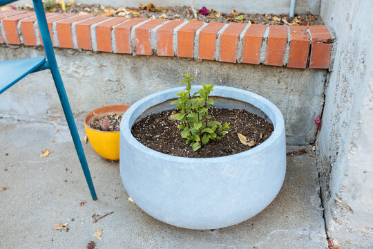 Mint plant grows in pot