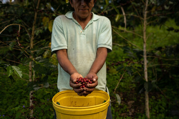 Farmer hands holding Coffee Beans