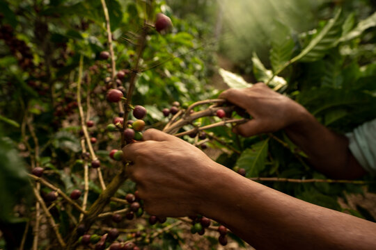 Male hands harvesting Coffee Beans