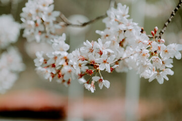 Cherry Blossom