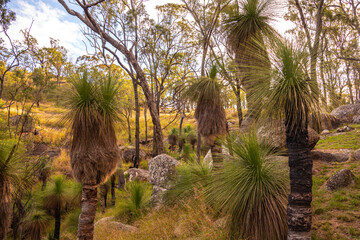 Australian natural bush, wilderness area in Queensland. 
