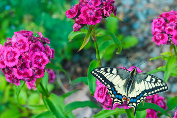 Bright colorful swallowtail butterfly Machaon on purple flowers in the garden.