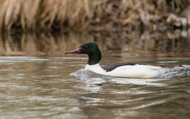 wasservögel, baden, drake, ente, baden,