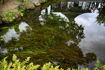 日本名水百選に選ばれた忍野八海の湧水