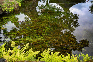 日本名水百選に選ばれた忍野八海の湧水