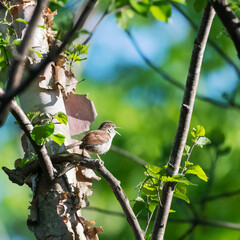Carolina wren calls sitting on a tree branch.Chesapeake and Ohio Canal National Historical...