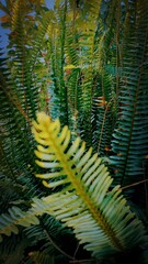 fern leaf in the forest