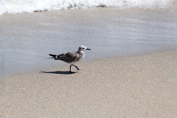 An isolated seagull standing very close to the sea shore