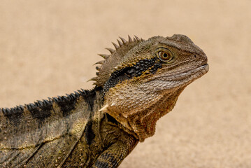 Native Eastern Water Dragon (Intellagama lesueurii) seen in Queensland, Australia. 