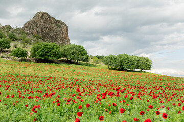 Landscape with poppy fields and trees 