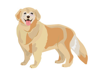 こちらを向くゴールデンレトリーバー　