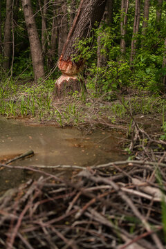 Tree trunk chewed by beaver near the dam