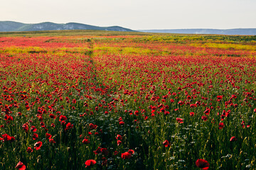 Fototapeta na wymiar A field of blooming wild poppies in summer in the Crimea. Front view.