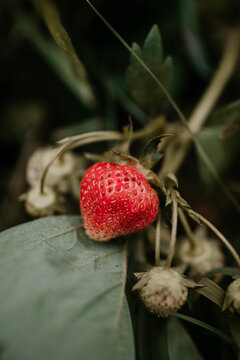 ripe strawberry