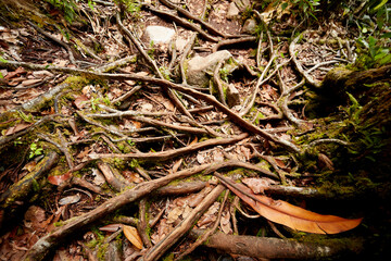 Naturaleza