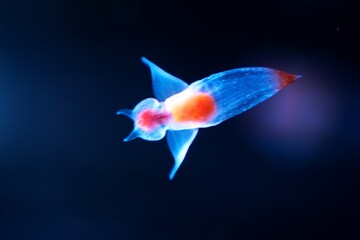 知床の妖精クリオネ